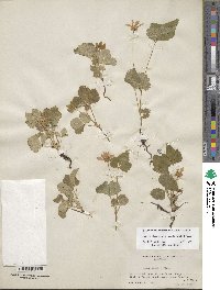 Rubus arcticus subsp. acaulis image