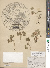 Rubus arcticus subsp. acaulis image