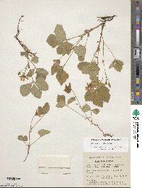 Rubus arcticus image