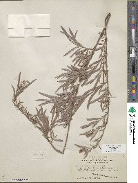 Salix exigua image