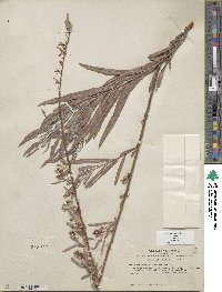 Salix exigua var. exigua image