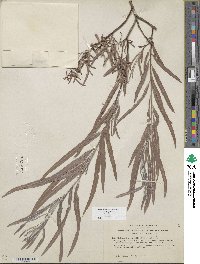 Salix exigua image