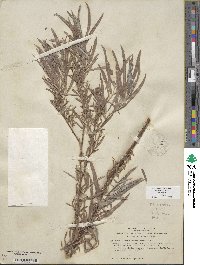 Salix exigua image