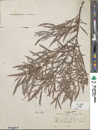 Salix exigua image