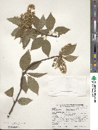 Prunus maackii image