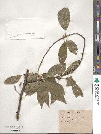 Prunus maackii image