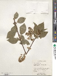 Prunus maackii image