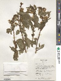 Prunus maackii image
