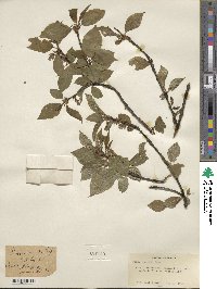 Prunus maackii image