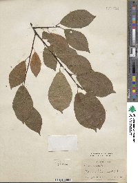 Prunus maackii image