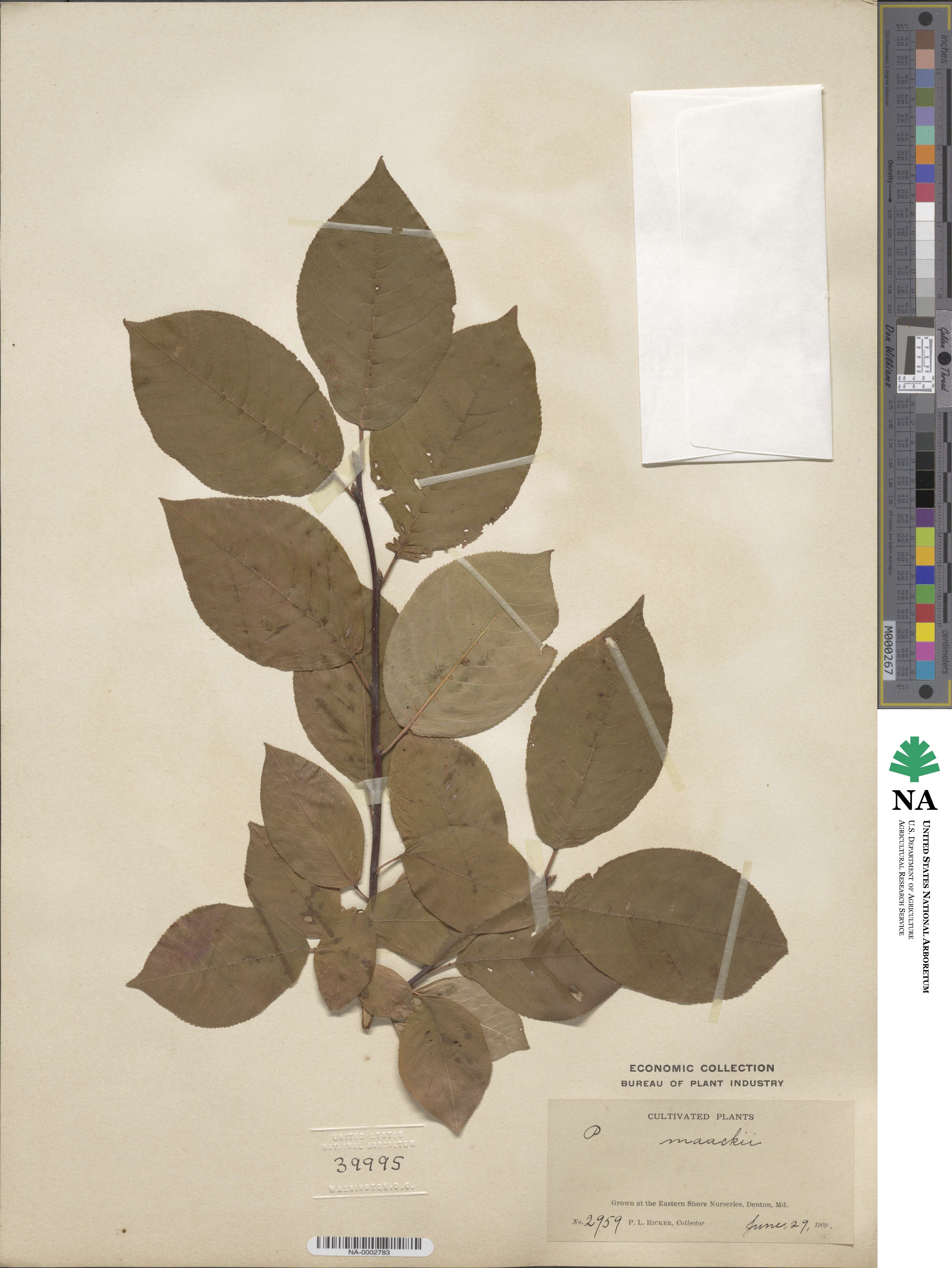 Prunus maackii image