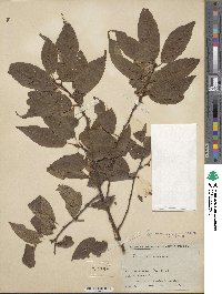 Prunus maackii image