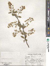 Prunus padus image