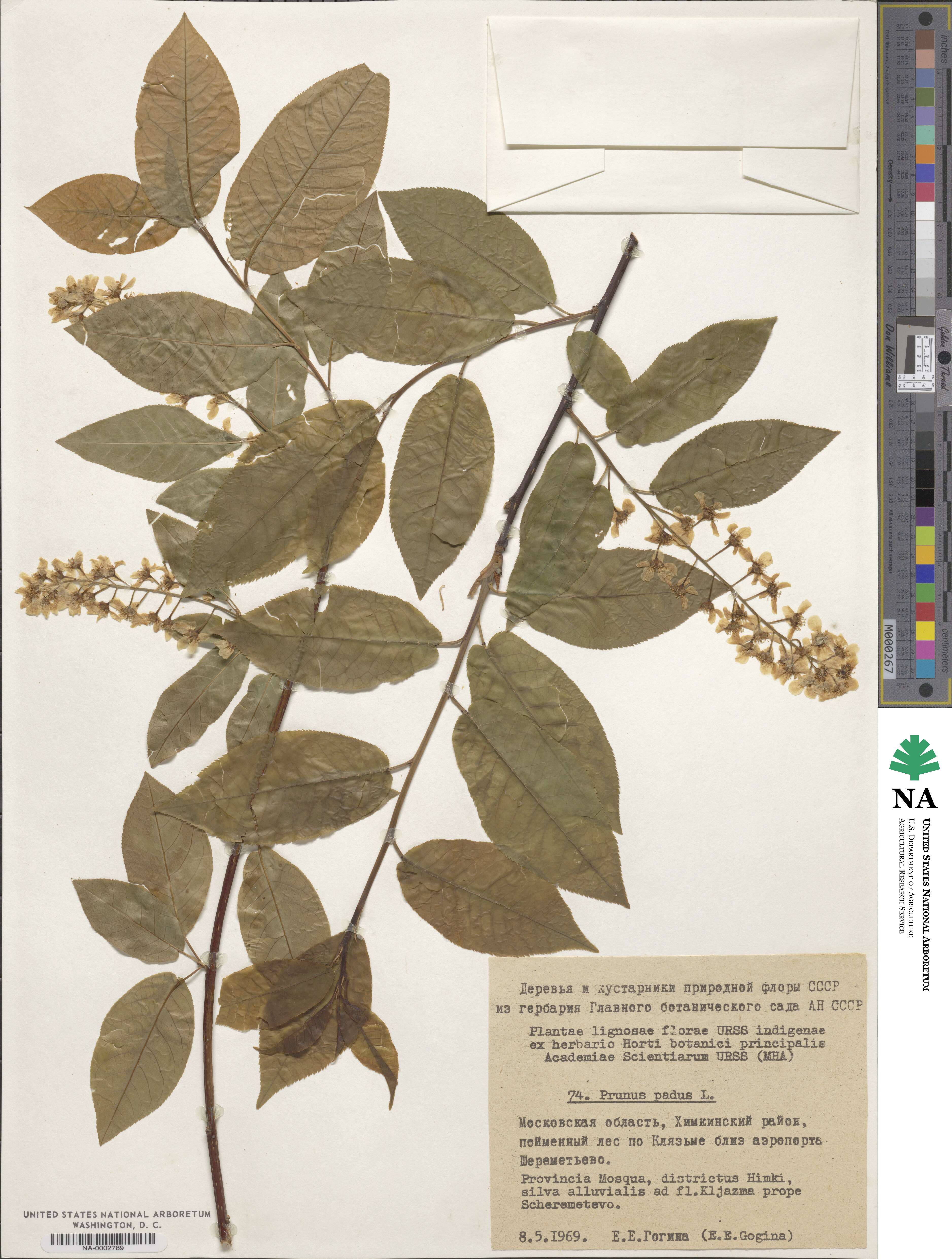Prunus padus image