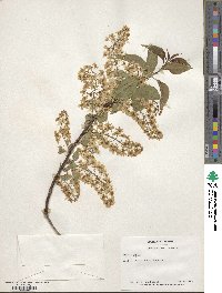 Prunus padus image