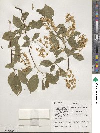 Prunus padus image