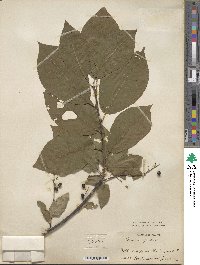 Prunus padus image