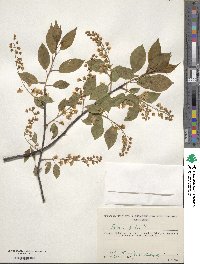 Prunus padus image