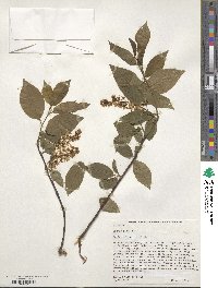 Prunus padus image