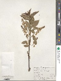 Prunus padus image