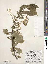 Prunus padus image