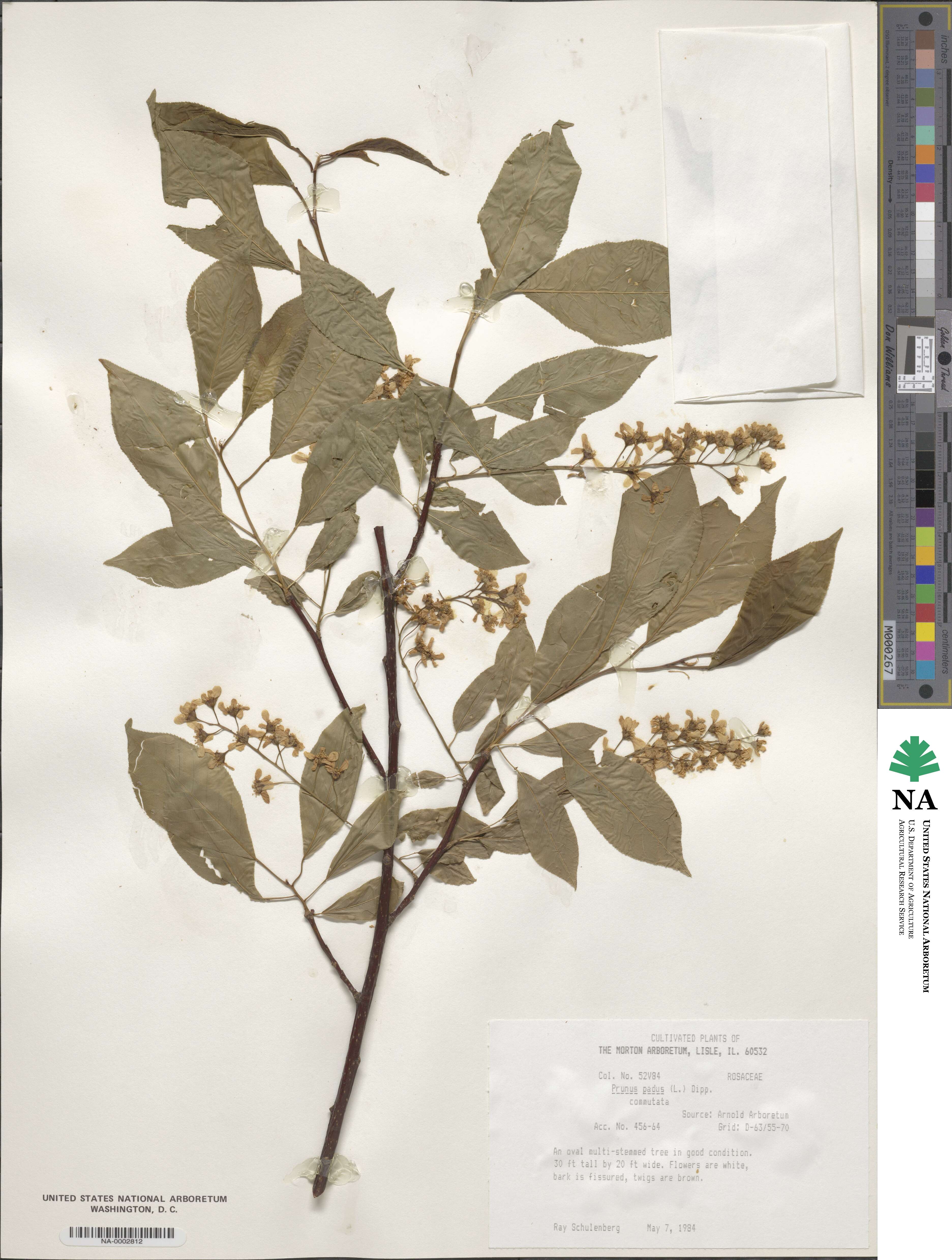 Prunus padus image