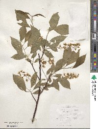 Prunus padus image