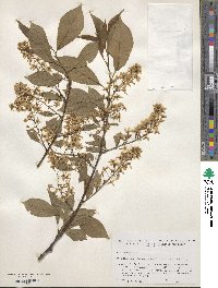 Prunus padus image