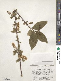 Prunus padus image