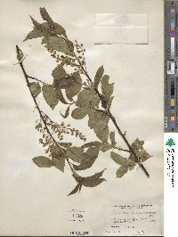 Prunus padus image