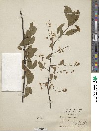 Prunus padus image