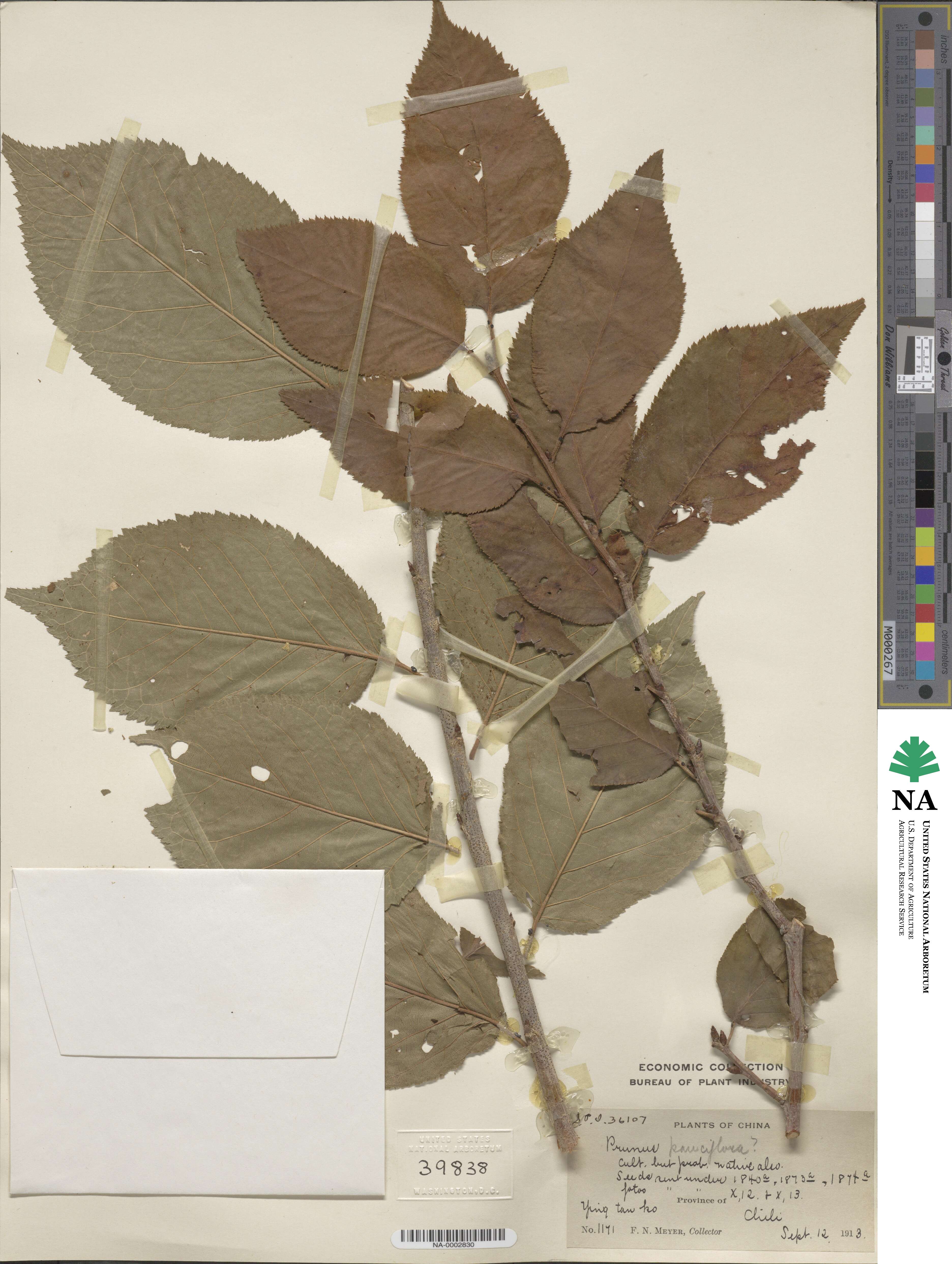 Prunus pseudocerasus image