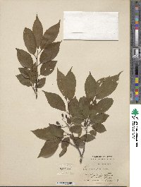 Prunus spachiana image