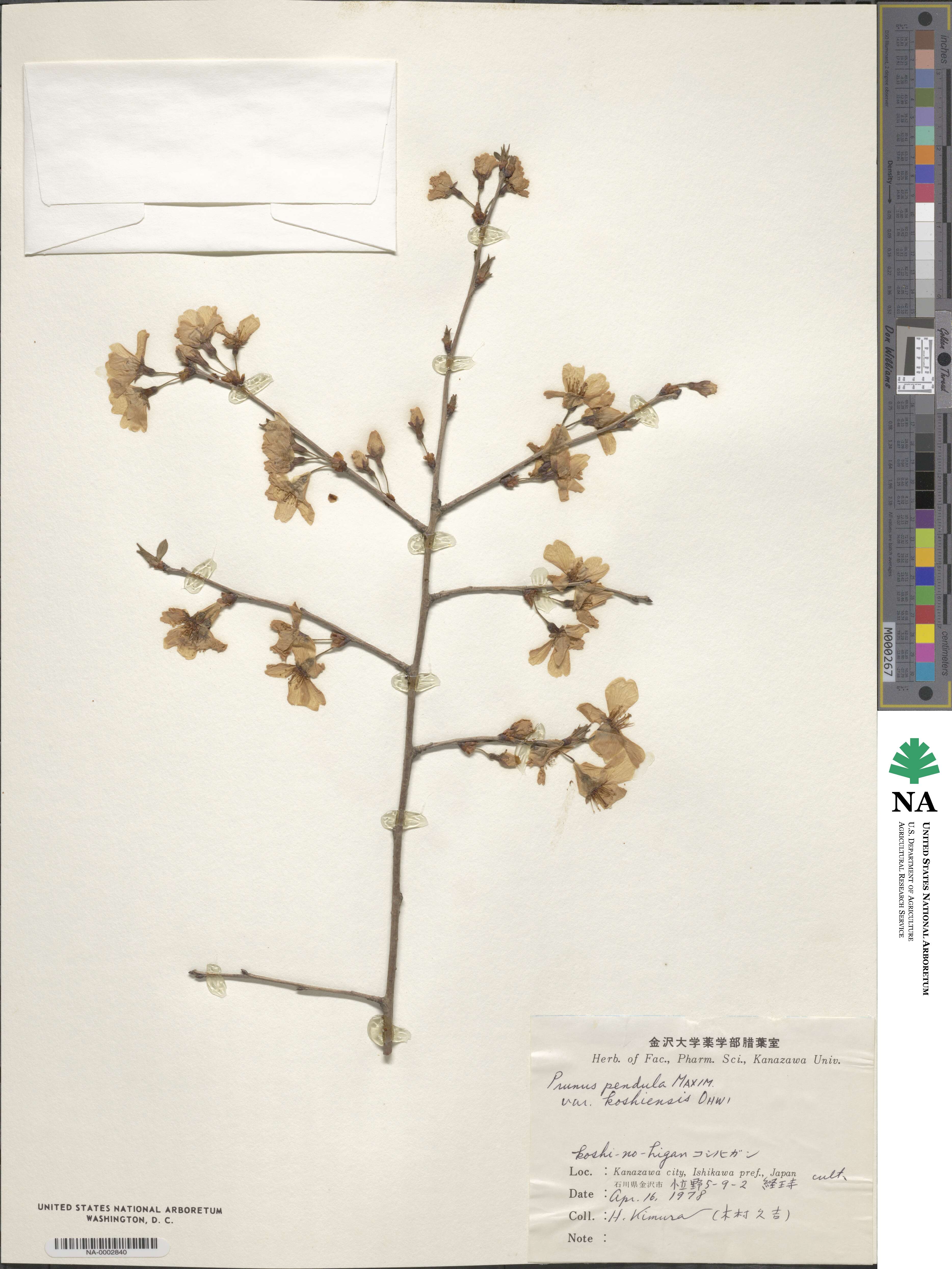 Prunus spachiana image