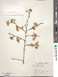 Prunus spachiana image