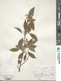 Prunus pensylvanica image