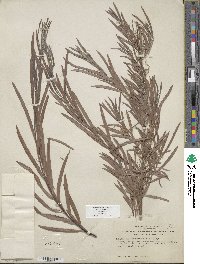 Salix exigua var. exigua image