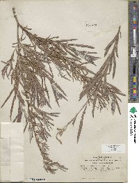 Salix exigua image