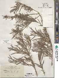 Salix exigua image