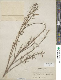 Salix exigua image