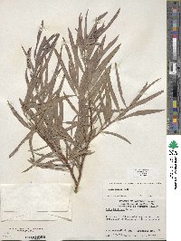 Salix exigua image