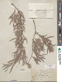 Salix exigua image