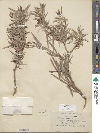 Salix exigua image