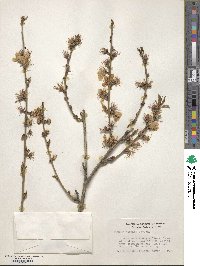 Prunus persica image