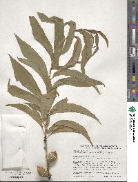 Prunus persica image