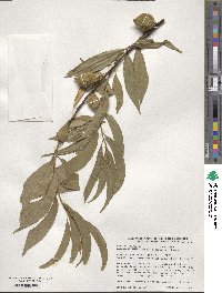 Prunus persica image