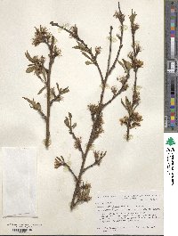 Prunus persica image