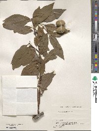 Prunus persica image