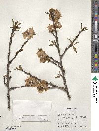 Prunus persica image