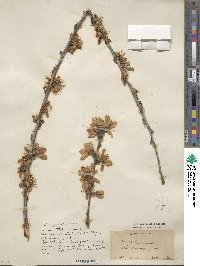 Prunus persica image